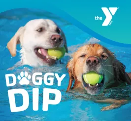 dogs swimming after tennis balls in an outdoor pool