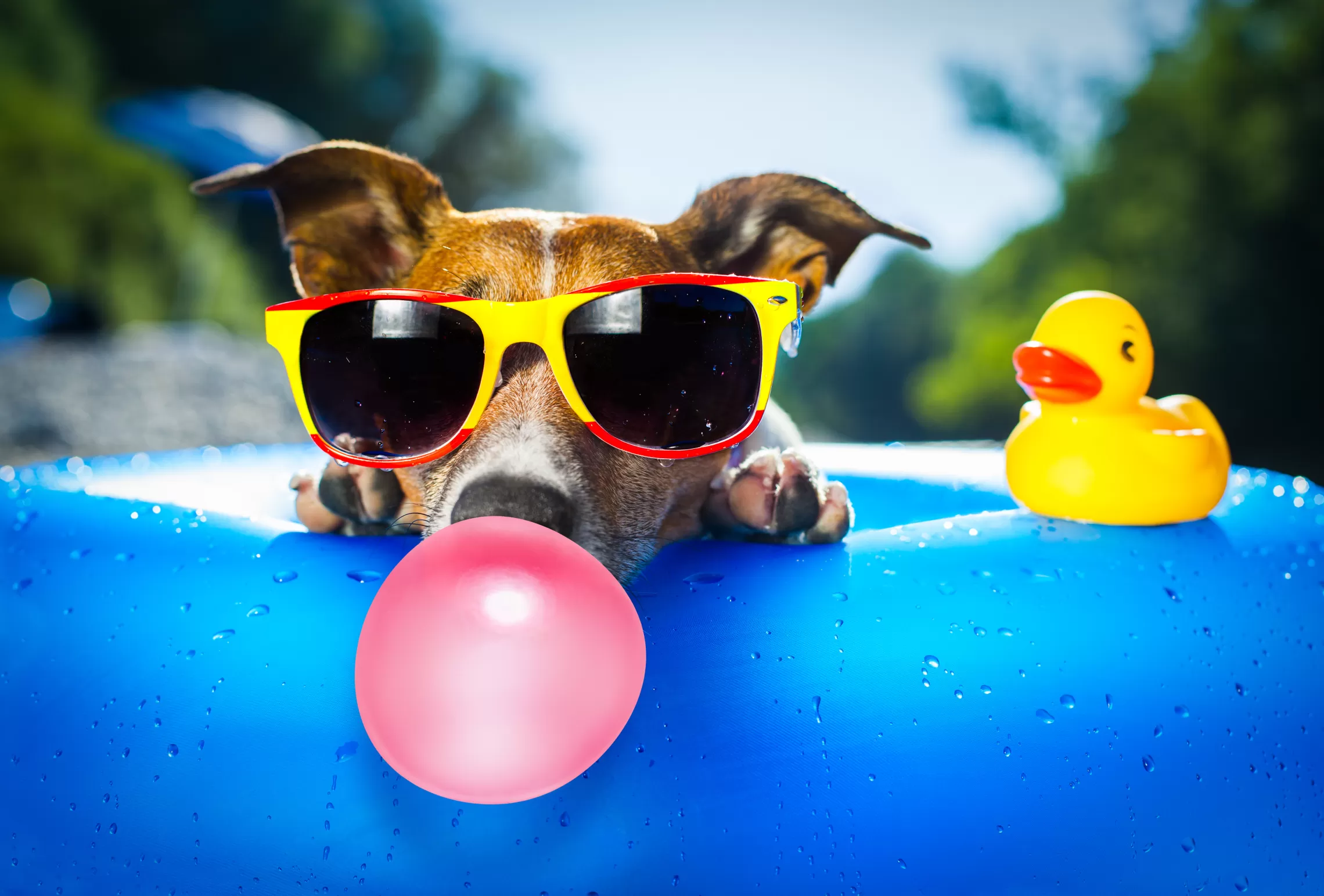 doggie dip