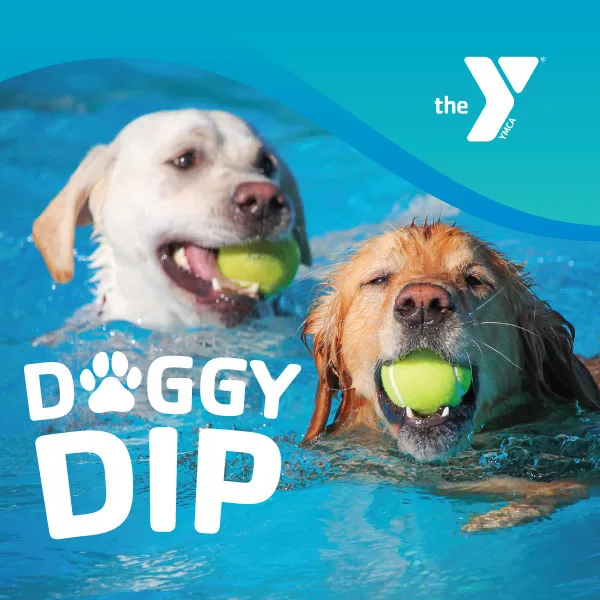 dogs swimming after tennis balls in an outdoor pool